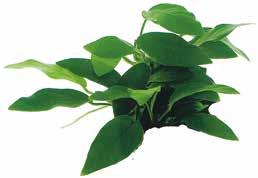FloraGrow contiene tutti gli elementi nutrienti essenziali nella loro formula più completa; il Ferro è aggiunto in un modo particolare che permette alle piante di assorbirlo direttamente.