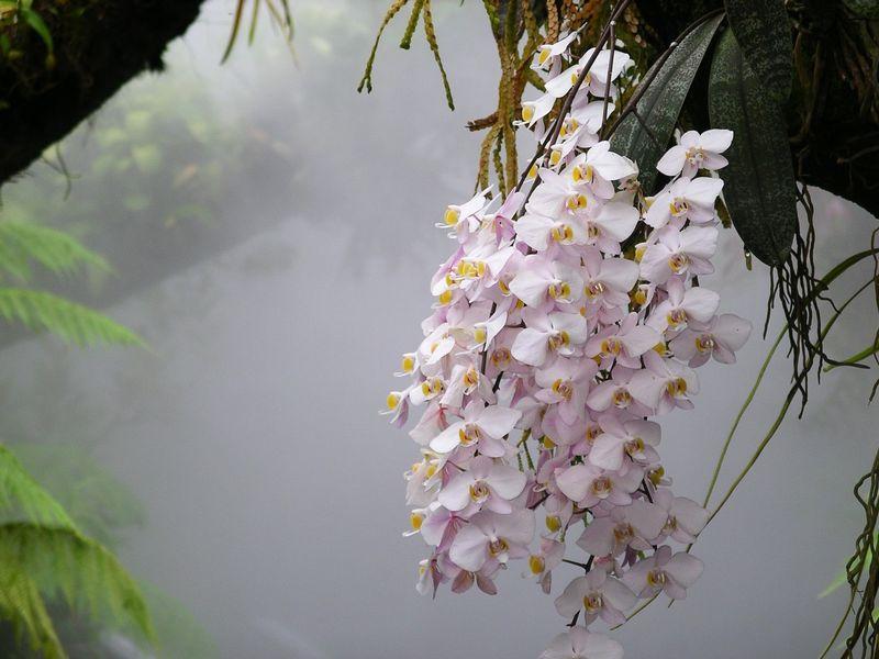 Curare correttamente l orchidea L orchidea: una pianta dai fiori appariscenti ed eleganti Biologia L orchidea appartiene alla famiglia delle Orchidaceae, piante originarie di aree tropicali e