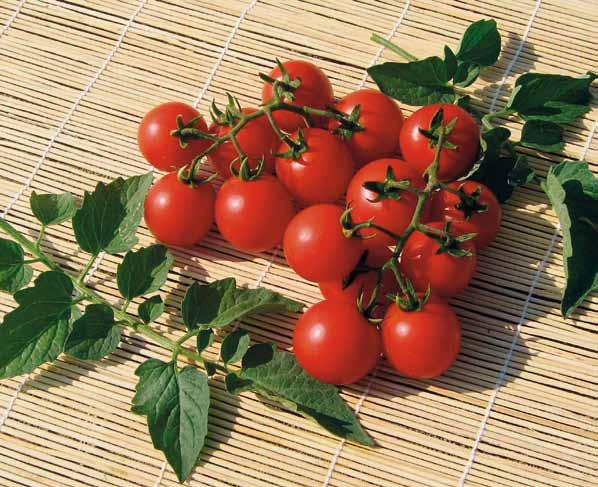 Cherry BIRBA F1 Ibrido della tipologia Cherry a pianta medio vigorosa e molto produttiva.