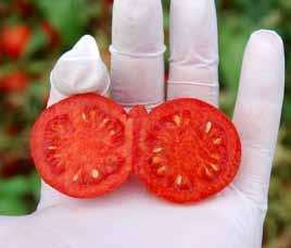 Il frutto, del peso di circa 30 g e di forma tondo-ovale, presenta colorazione rossa molto intensa e ottima