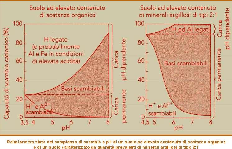 Carica dei colloidi organo-minerali e ph del suolo La carica negativa dei colloidi organo-minerali (CSC) è la