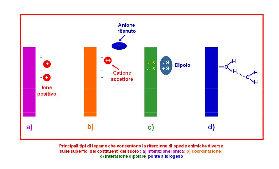 I colloidi del suolo agiscono come scambiatori Sono quattro i principali tipi di legame che consentono la ritenzione di specie chimiche