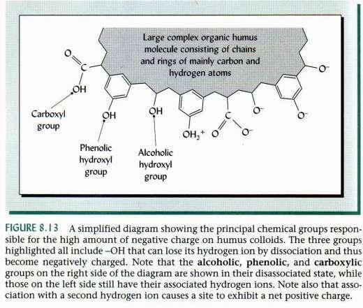 La reattività superficiale del suolo: le sostanze umiche La presenza di gruppi funzionali dissociabili genera cariche negative phdipendenti.