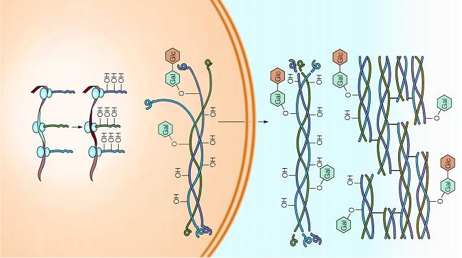 Prodotto genico PROCOLLAGENE TROPOCOLLAGENE COLLAGENE Folding PTM