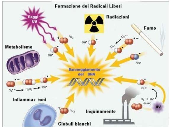 polarizzazione delle molecole - Corretta tensione superficiale - Corretto scambio elettroni/protoni - Rapida eliminazione di tossine - Accumulo di sali in forma inorganica - Eccesso di