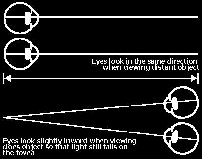 muscoli oculari La visione di oggetti vicini fa