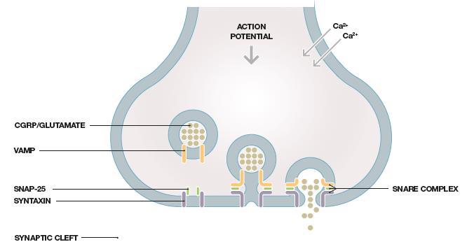 Trasduzione del segnale afferente L arrivo di un potenziale d azione, causa l entrata di Ca2+ L aumentata concentrazione di Ca2+ e la formazione del complesso SNARE da parte della VAMP, SNAP-25 e