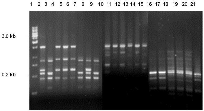 Gel electrophoresis (1.