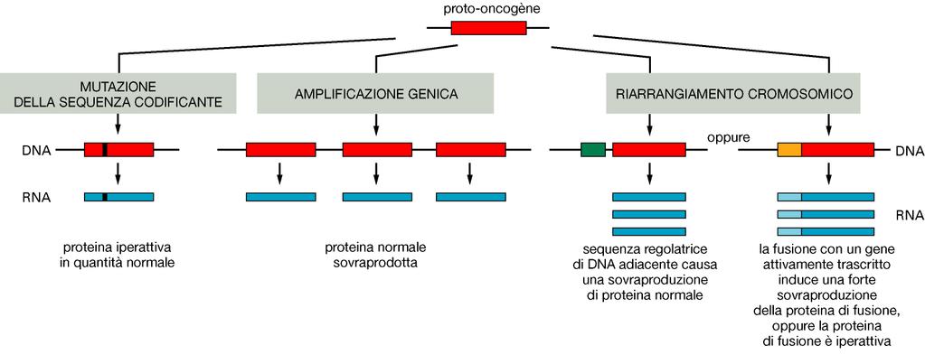 Vari tipi di variazione genetica possono