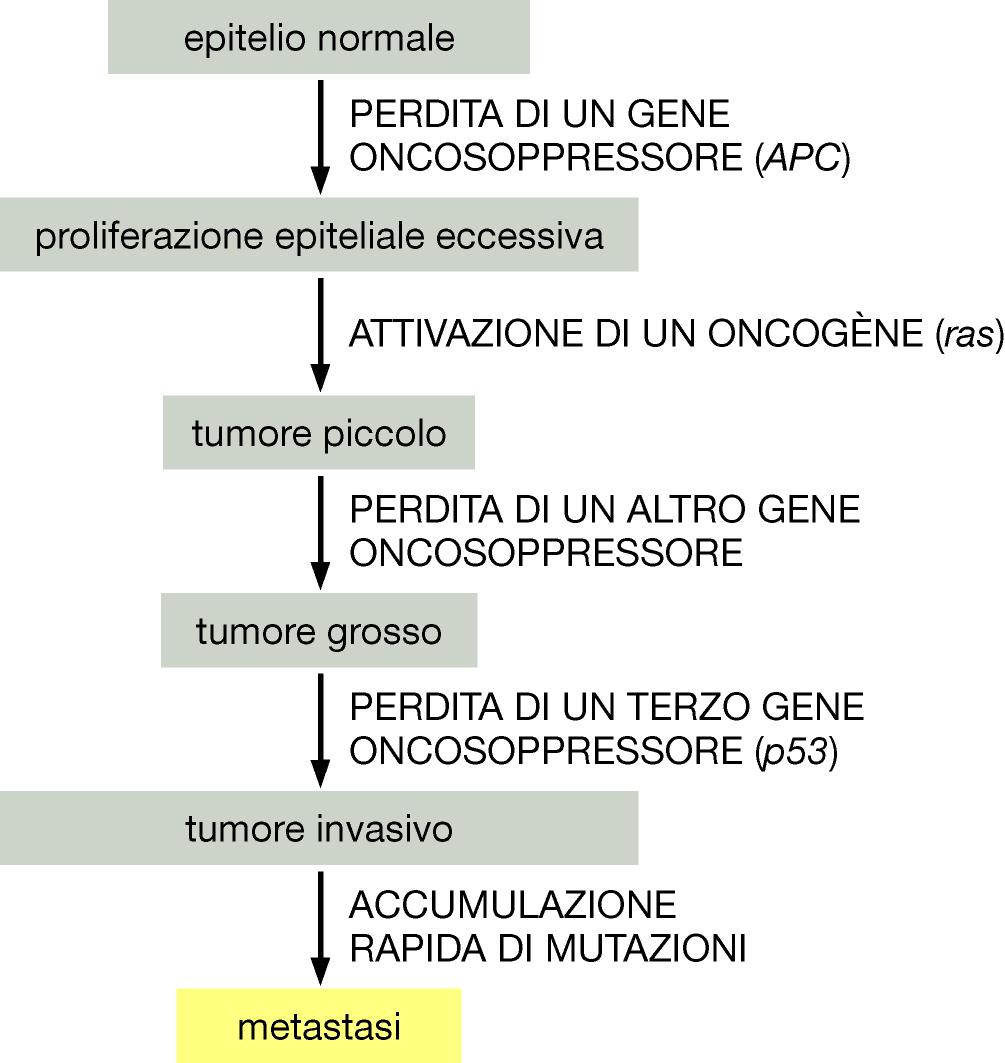 Un polipo del rivestimento intestinale dovuto a perdita del gene APC (poliposi adenomatosa del colon) può