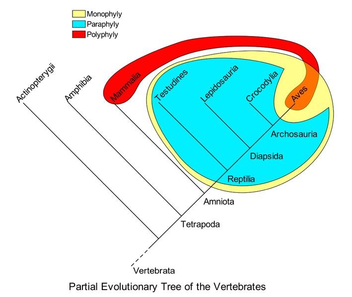 Cladogrammi Nella cladistica gli organismi viventi vengono disposti in gruppi tassonomici monofiletici - i cladi - comprendenti un antenato comune e tutti i suoi discendenti Per la