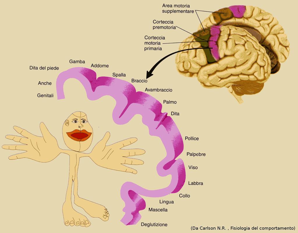 La quantità di corteccia motoria che governa i diversi muscoli è proporzionale