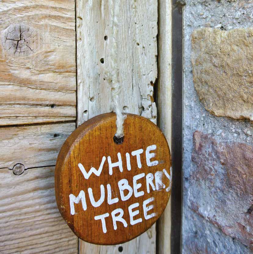 IL GELSO THE WHITE MULBERRY TREE Posto al primo piano del vecchio fienile, di fronte alla piscina e con vista sulle colline marchigiane.