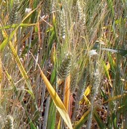 La pianta è resistente alla septoria e abbastanza resistente ai principali patogeni, la concimazione azotata è di fondamentale importanza per la buona riuscita della coltura e va possibilmente