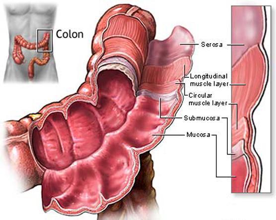 Tratto gastrointestinale La 5-HT