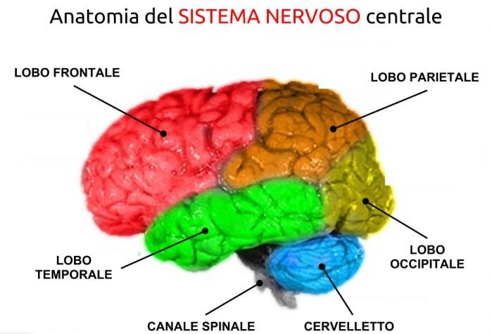 Nel sistema nervoso centrale, la serotonina svolge un ruolo
