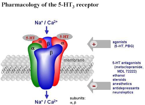 Recettori della serotonina I recettori 5-HT sono sette, si trovano nel SNC e