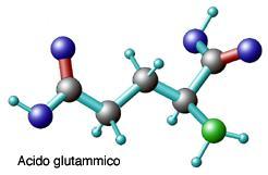 IL GLUTAMMATO Il glutammato, principale neurotrasmettitore eccitatorio del SNC dei mammiferi, svolge un ruolo prioritario