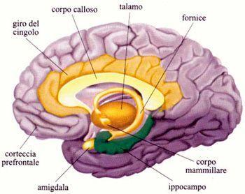 Una iperattività glutamatergica, associata a stress, può incrementare i livelli