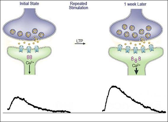 La Long term potentiation (LTP) è un fenomeno neurofisiologico, caratterizzato dal progressivo aumento dell efficacia sinaptica, che segue ad una serie ripetuta di stimoli,