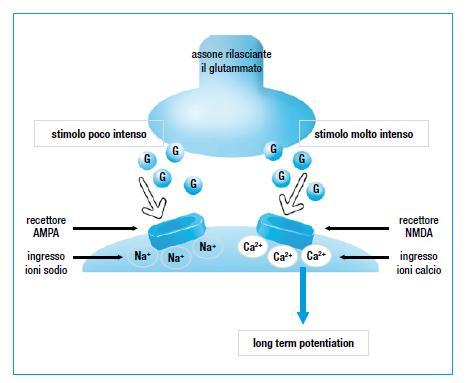 Quando lo stimolo raggiunge un intensità adeguata, o viene rinforzato da altri neuroni, il glutammato