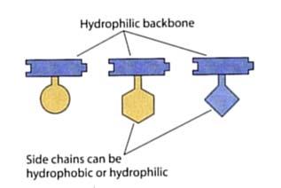Formazione del legame peptidico (2) (A) I legami peptidici si formano fra il gruppo NH 2 di un