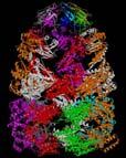 Three-dimensional structure of proteins Tertiary structure Quaternary structure Struttura terziaria Fosfoglicerato chinasi http://chemistry.umeche.maine.edu/chy431/proteins8.