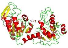 Le proteine di piccole dimensioni possono formare un solo dominio. Le proteine di maggiori dimensioni sono combinazione di domini.