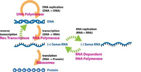 Nuove scoperte ed eccezioni alla regola (risultato da recenti studi genomici) Molto del DNA che non codifica per proteine codifica per diversi tipi di RNA funzionali.