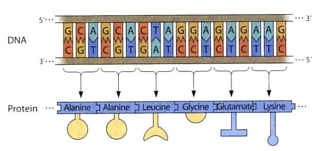 Durante questo passo, il mrna subisce diversi tipi di passi di maturazione, incluso uno detto di splicing in cui le sequenze non codificanti vengono eliminate.