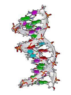 net/2011/08/24/rna transcription/ Il ribosoma si lega al mrna nel codone iniziale (AUG) che viene riconosciuto dal trna iniziatore.