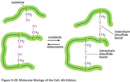 GLICINA: la catena laterale è formata solo da un atomo di H e può adattarsi sia ad un ambiente idrofilo che idrofobico. Spesso si trova in siti dove due polipeptidi sono a stretto contatto PROLINA.
