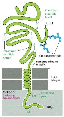 effetto stabilizzante notevole in una proteina. FORMAZIONE DI PONTI S S NELLE PROTEINE Tipica proteina con diversi legami S S (1) Tipica proteina transmembrana a passaggio singolo ( singlepass ).