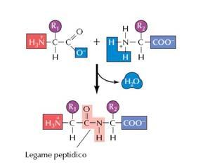 La proteina è composta da quattro catene polipeptidiche (due catene pesanti identiche e due catene leggere identiche e più piccole) tenute insieme da legami disulfuro.