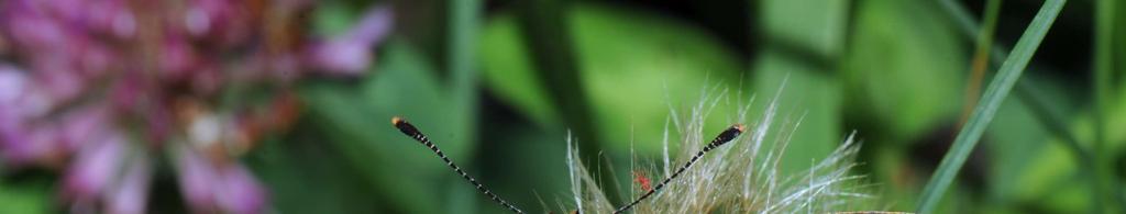 Melitaea athalia Ninfalidi Eteria