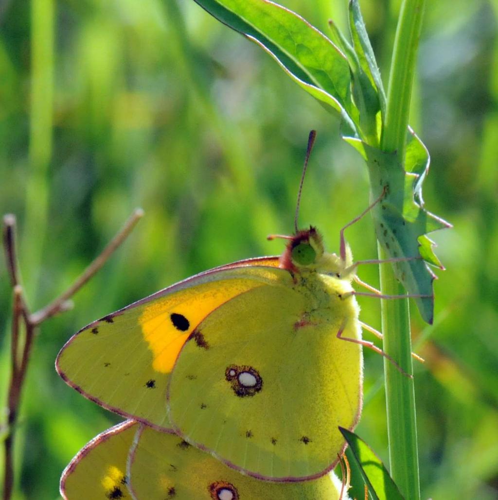 Colias crocea Pieridi Croceo Polivoltina, mostra generazioni multiple tra marzo e