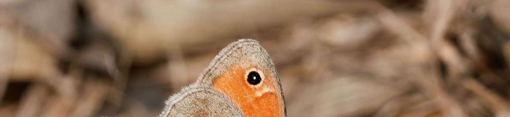 Coenonympha pamphilus Pieridi Panfilo o Ninfa