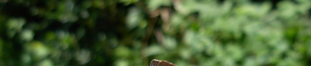 Lycaena phlaeas Licenidi Argo bronzato Vola durante i