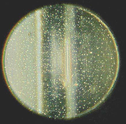 Fig. 12 Per mezzo di una lente di Amici o di un microscopio ausiliario, approfittando anche del metodo della fessura decentrata (vedi l art.