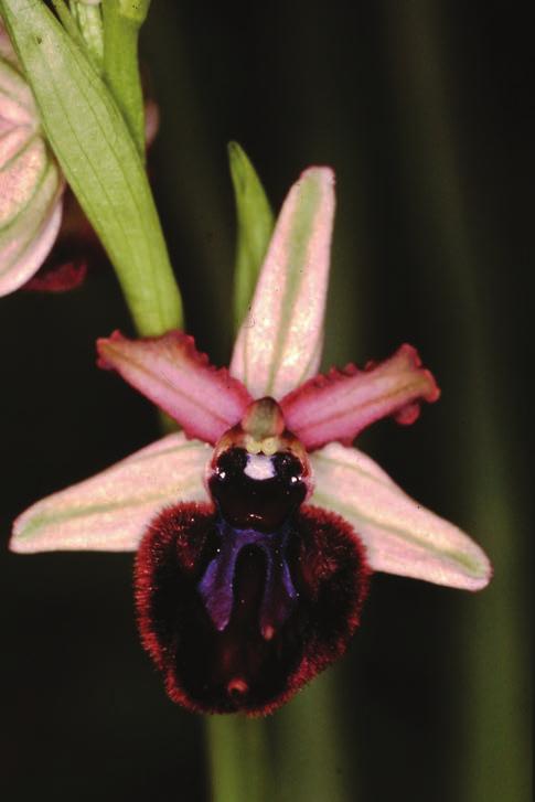 158. Ophrys neglecta Ophrys mattinatatae (Ophrys messeniensis Lorenz & Gembardt) (A, Gransinigh & Buono, 2005) 159. Ophrys.neglecta Ophrys oestrifera (C) 160. Ophrys neglecta Ophrys passionis subsp.