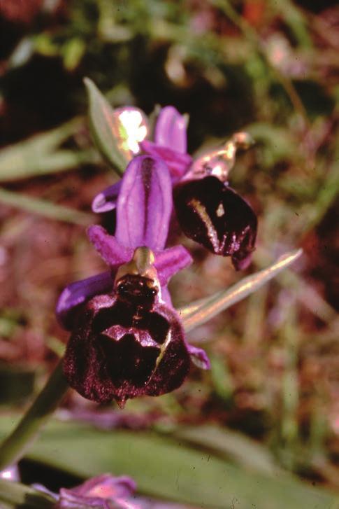 93. Platanthera chlorantha (Custer) Rchb.; Eurosiberiano (A, B, Dura, 2004a, D, G, K D, M, N, Q) 94. Serapias bergonii E.G. Camus; Mediterraneo Orientale (A, D, E, G, K, L, M, N, Q) 95.