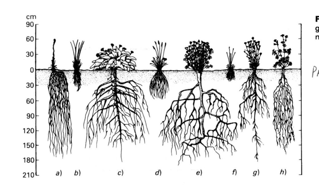 Palco radicale in monocotiledoni e