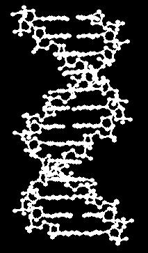 Utilizzi DNA fingerprinting Casi criminali: Test di paternità: Immigrazione: indagato/vittima-traccia