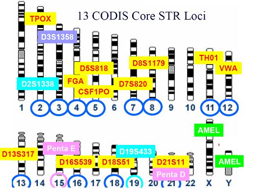 STR utilizzati in ambito forense CODIS D8S1179 D21S11 D7S820