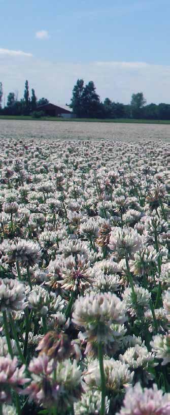 HAIFA TRIFOGLIO BIANCO (Trifolium repens) - Varietà di notevole rusticità e produttività - Tollera bene le temperature estive - Adatta per prati di media durata (circa 3 anni) 8-10 kg/ha se seminata