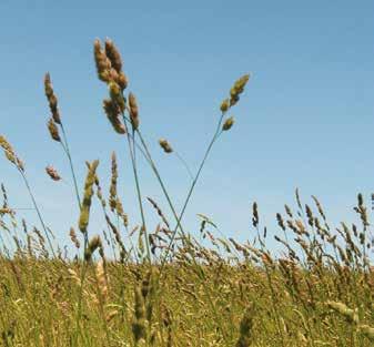 - La semina in purezza è consigliata in autunno, entro metà settembre, per consentire il giusto affrancamento prima dell inverno. La pianta ha una lento insediamento dopo la semina.