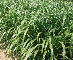 NUTRIFEED MIGLIO PERLATO (Pennisetum glaucum) - Specie a ciclo estivo, originaria delle zone caldo-aride della fascia subtropicale.