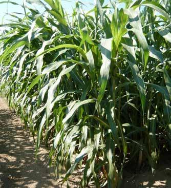 NECTAR SORGO TARDIVO MONOSFALCIO BIOENERGIE TIPOLOGIA: ibrido zuccherino x sudanense tardivo, (88 giorni da emergenza a fioritura) - Utilizzo: insilato monosfalcio, biogas.