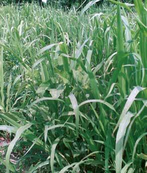 sostegno. apporta amido e proteine al trinciato. Sorgo zuccherino: garantisce produttività e grande apporto in zuccheri.