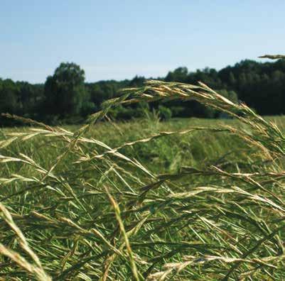 Loiessa o Loietto Italico LOIESSA O LOIETTO ITALICO (Lolium multiflorum) Il loietto italico è una delle foraggere a maggiore diffusione e di più grande importanza nell ambito della zootecnia avanzata.